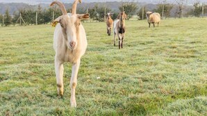 Una cabra en un campo cubierto de hierba, con otras cabras al fondo.
