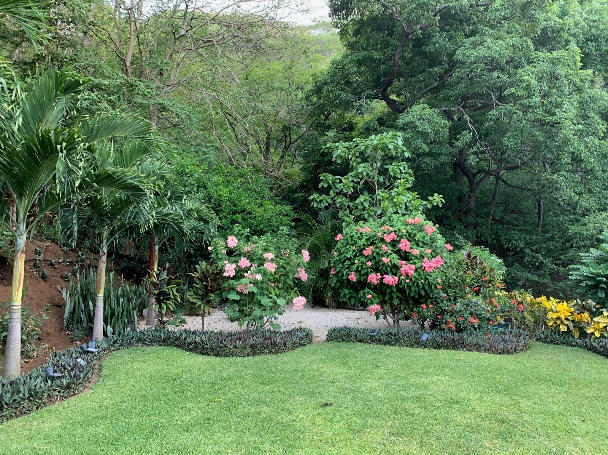 A lush garden with a variety of plants and trees, a well-maintained lawn, and a clear pathway.