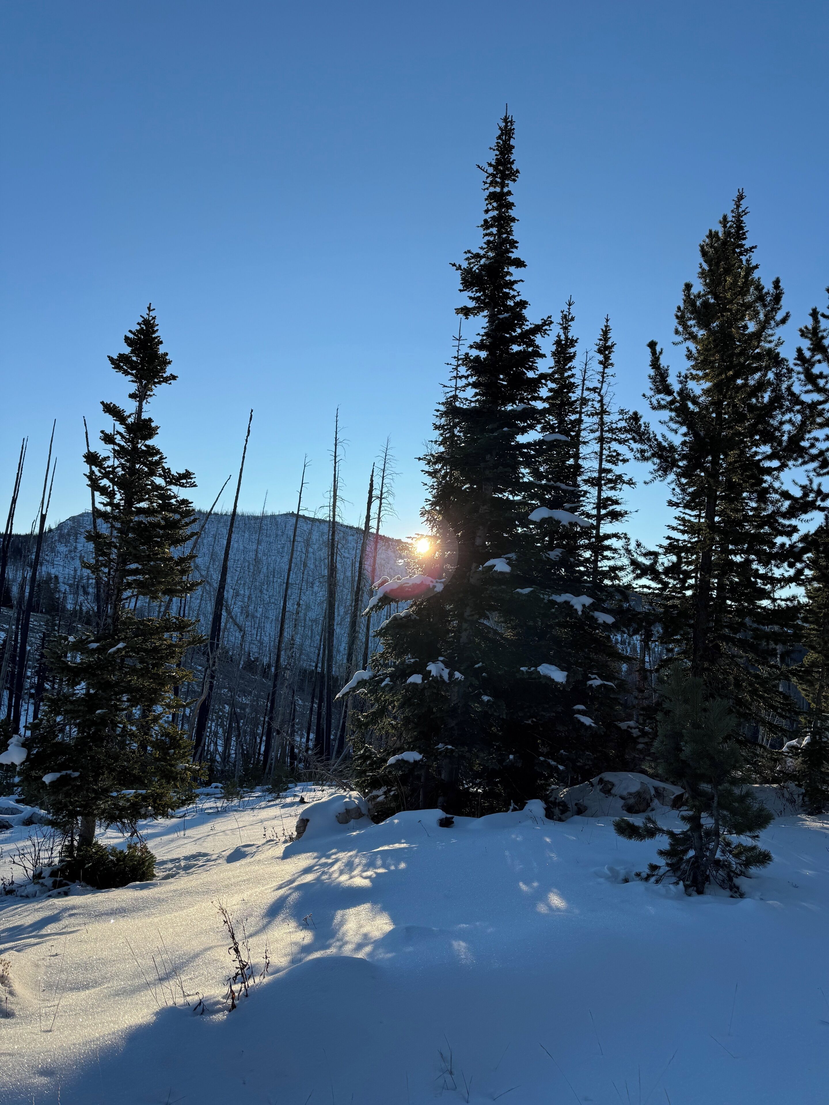 Un bosque nevado con altos árboles de hoja perenne y una montaña al fondo.