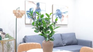 Un espace repas moderne avec une table en verre entourée de fauteuils en cuir, une plante décorative dans un vase texturé et un canapé gris en arrière-plan.
