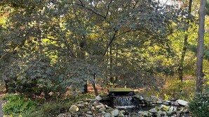 Un jardí tranquil amb un estany petit, envoltat de pedres i vegetació.