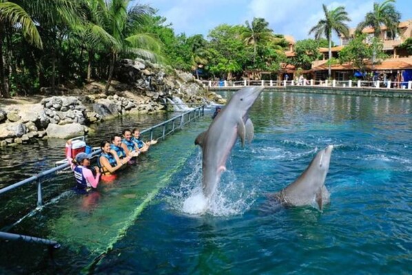 Un spectacle de dauphins avec une piscine, des palmiers et une plage rocheuse.