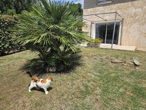 A cat walking on a grassy lawn with a palm tree and a building in the background. - A peaceful getaway in Corsica—private garden, 5 minutes from the beach. (Aléria)