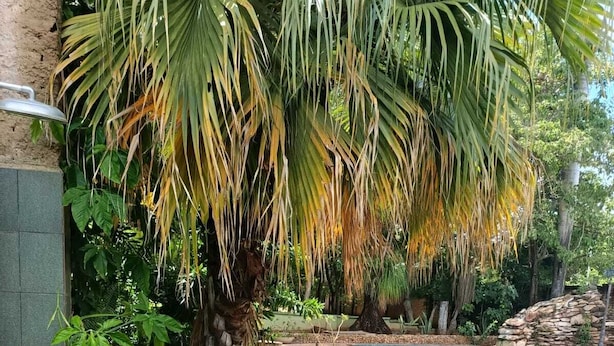 A backyard with a swimming pool, lush green grass, and various plants including a palm tree. - Namaste Camping Suite (Aruanã)