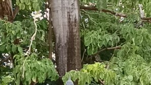 A bird perched on a rock near a lamp post in a garden setting. - Namaste Camping Suite (Aruanã)