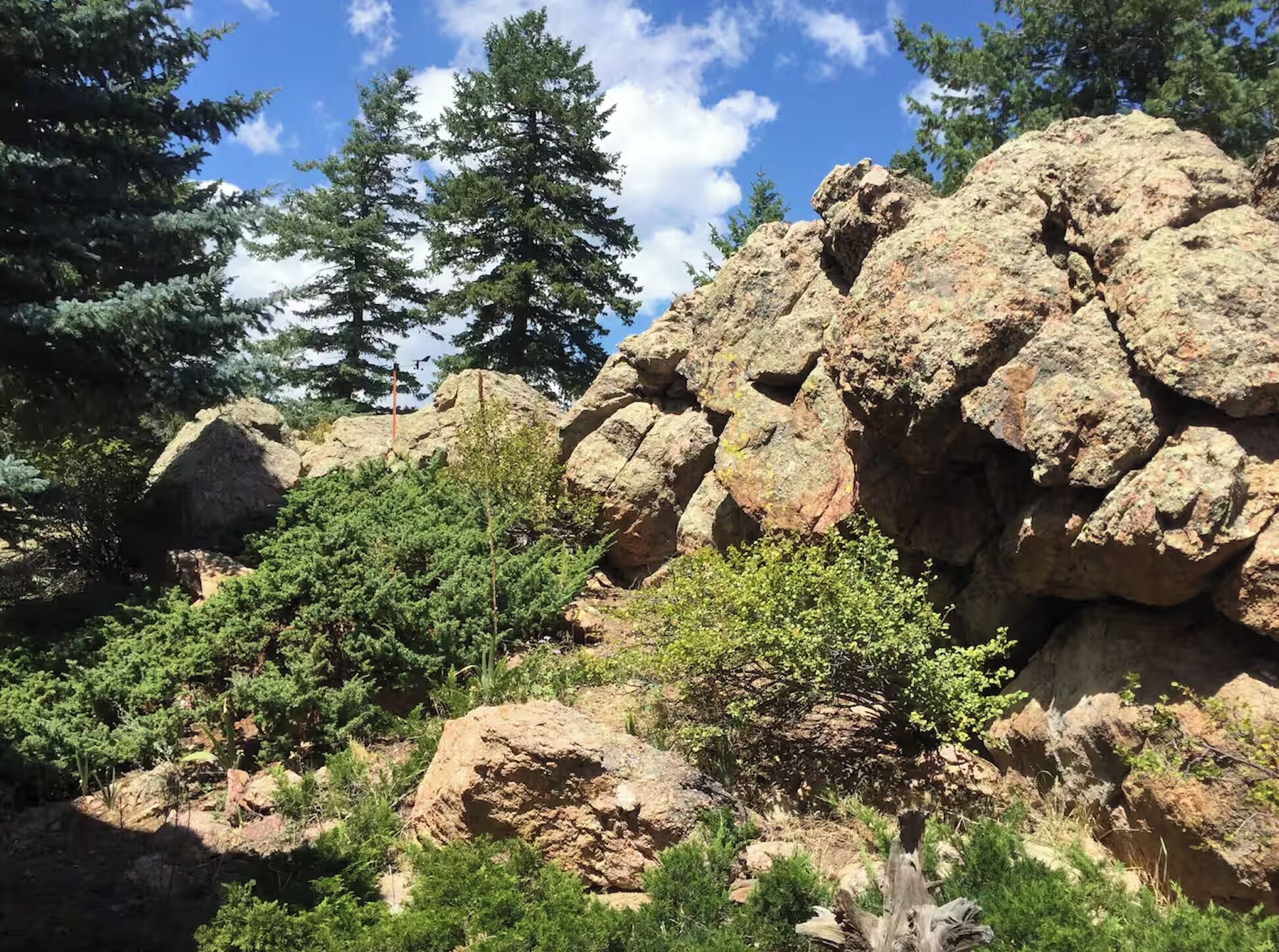 A rocky landscape with dense green shrubbery and tall evergreen trees.