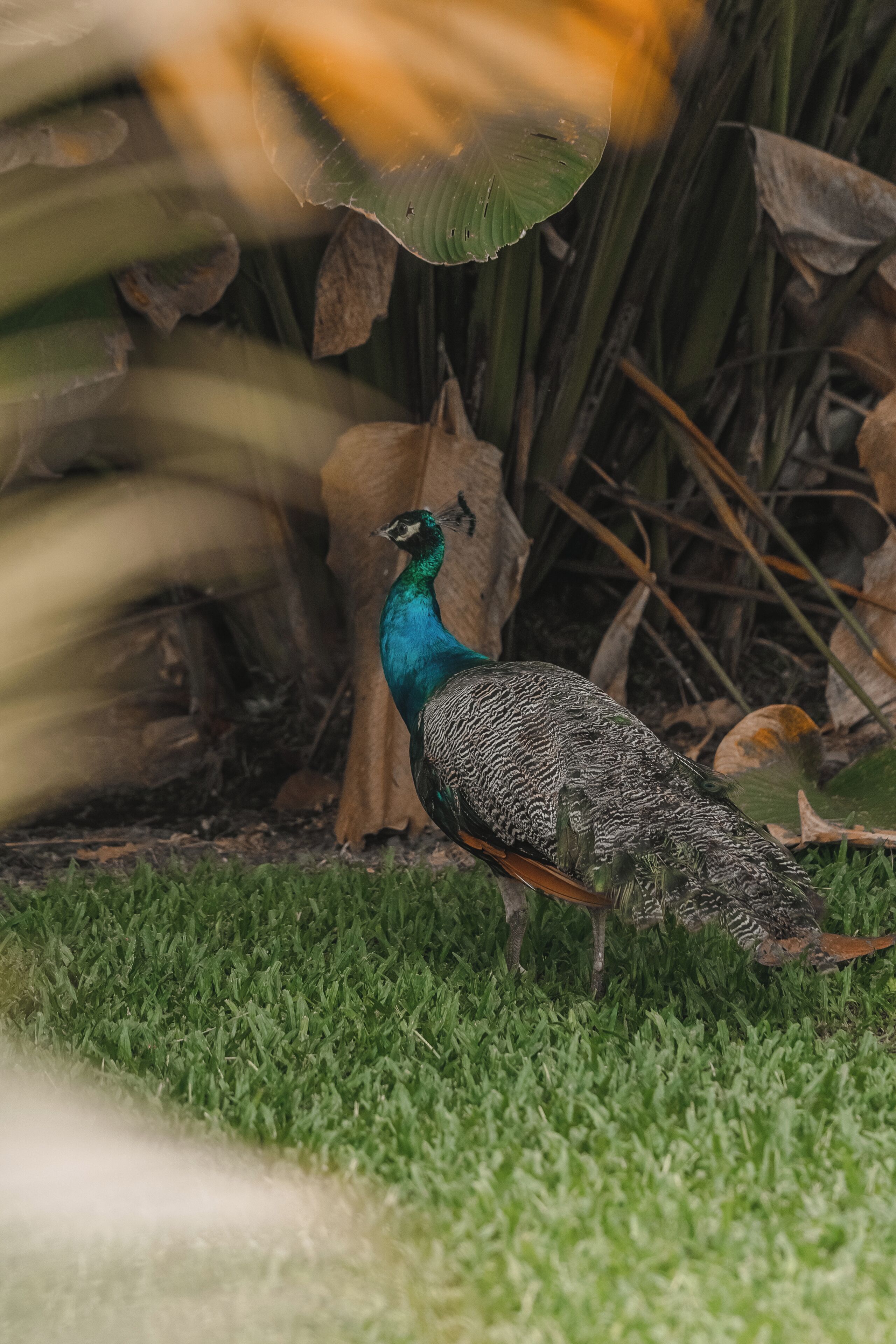 Un pavo real de pie sobre hierba, con un fondo borroso de follaje.