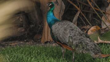 Un pavo real de pie sobre hierba, con un fondo borroso de follaje.