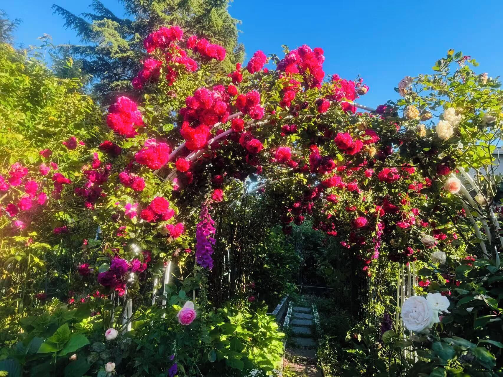Un jardín con diversas plantas en flor y una escalera de piedra.