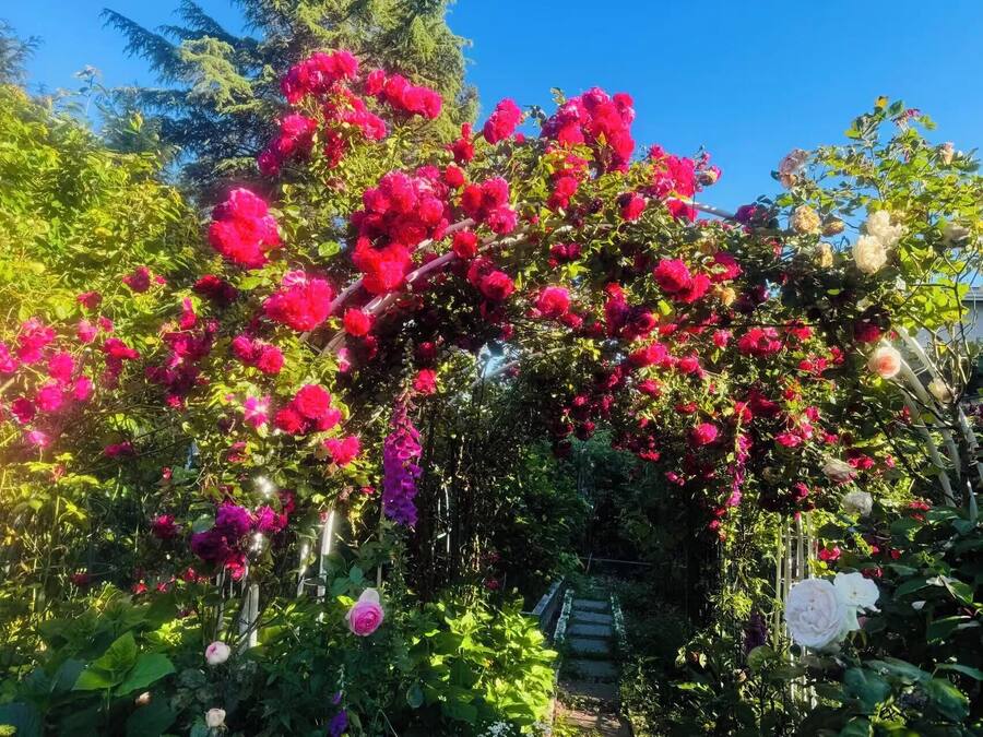A garden with a variety of flowering plants and a stone staircase.