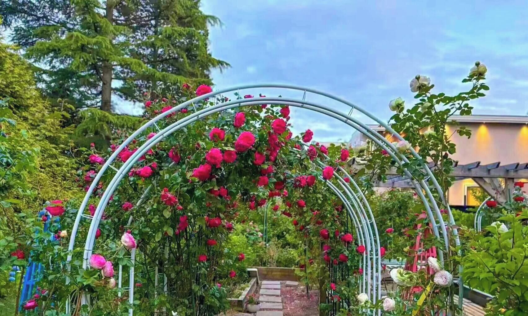 A garden with a metal archway covered in pink flowers.
