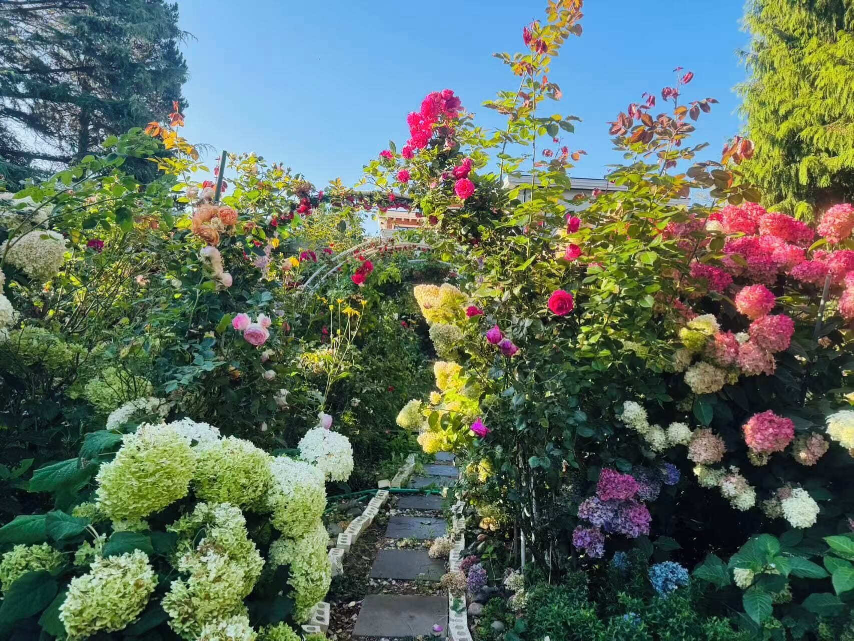 A garden with a variety of flowers and plants, including roses and hydrangeas, with a stone pathway leading through.