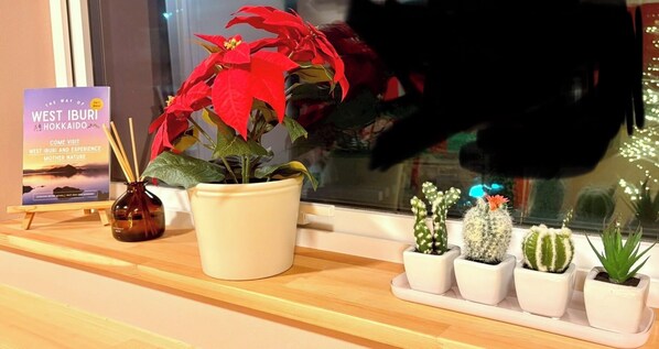 Exposição de plantas em vasos, incluindo uma poinsettia e vários cactos, sobre uma prateleira de madeira.