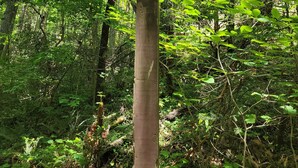 Een houten bord in een bos met aanwijzingen naar 'Emergency Creek Falls' en 'Emergency Creek Trail'.