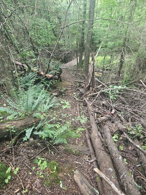 Et skovområde med tæt vegetation, nedfaldne stammer og bregner.