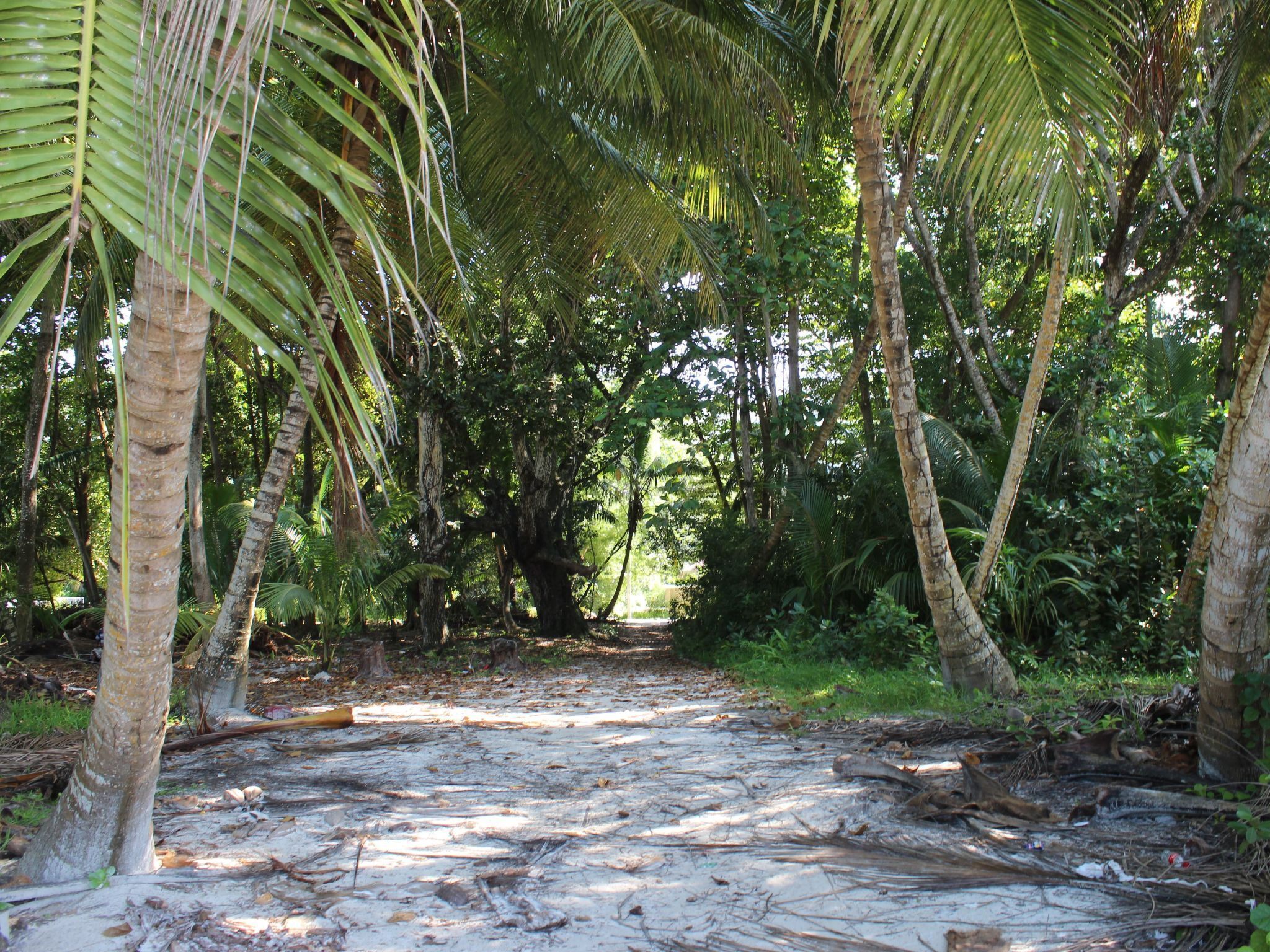 A forested area with a dirt path, surrounded by palm trees and dense vegetation.