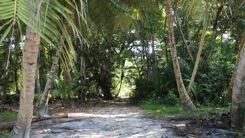 A forested area with a dirt path, surrounded by palm trees and dense vegetation.