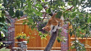 Een kat klimt in een boom in een tuin met een houten omheining en een stenen muur op de achtergrond.