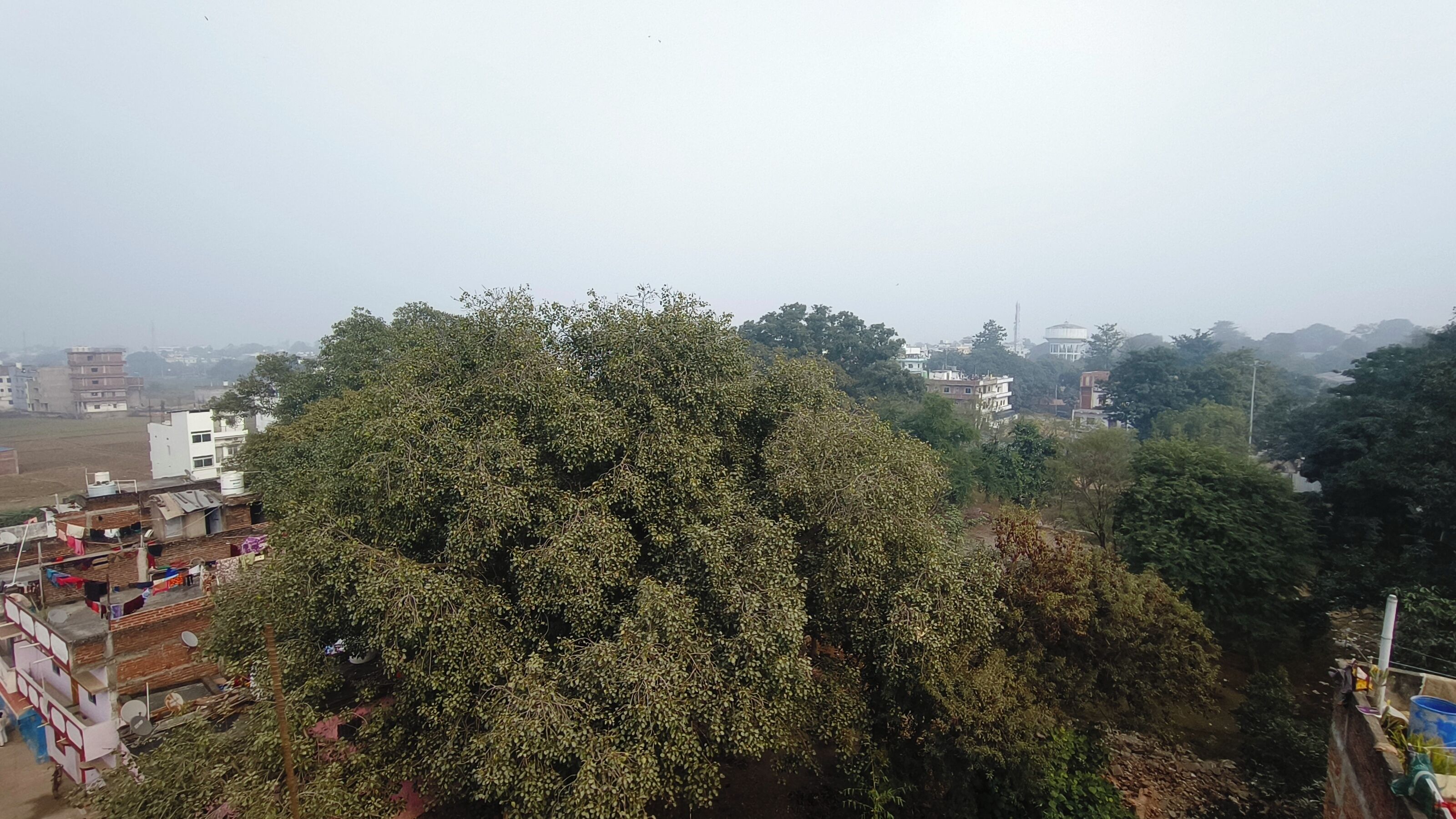 Un quartier résidentiel avec un grand arbre au premier plan, des bâtiments en arrière-plan et un ciel dégagé.