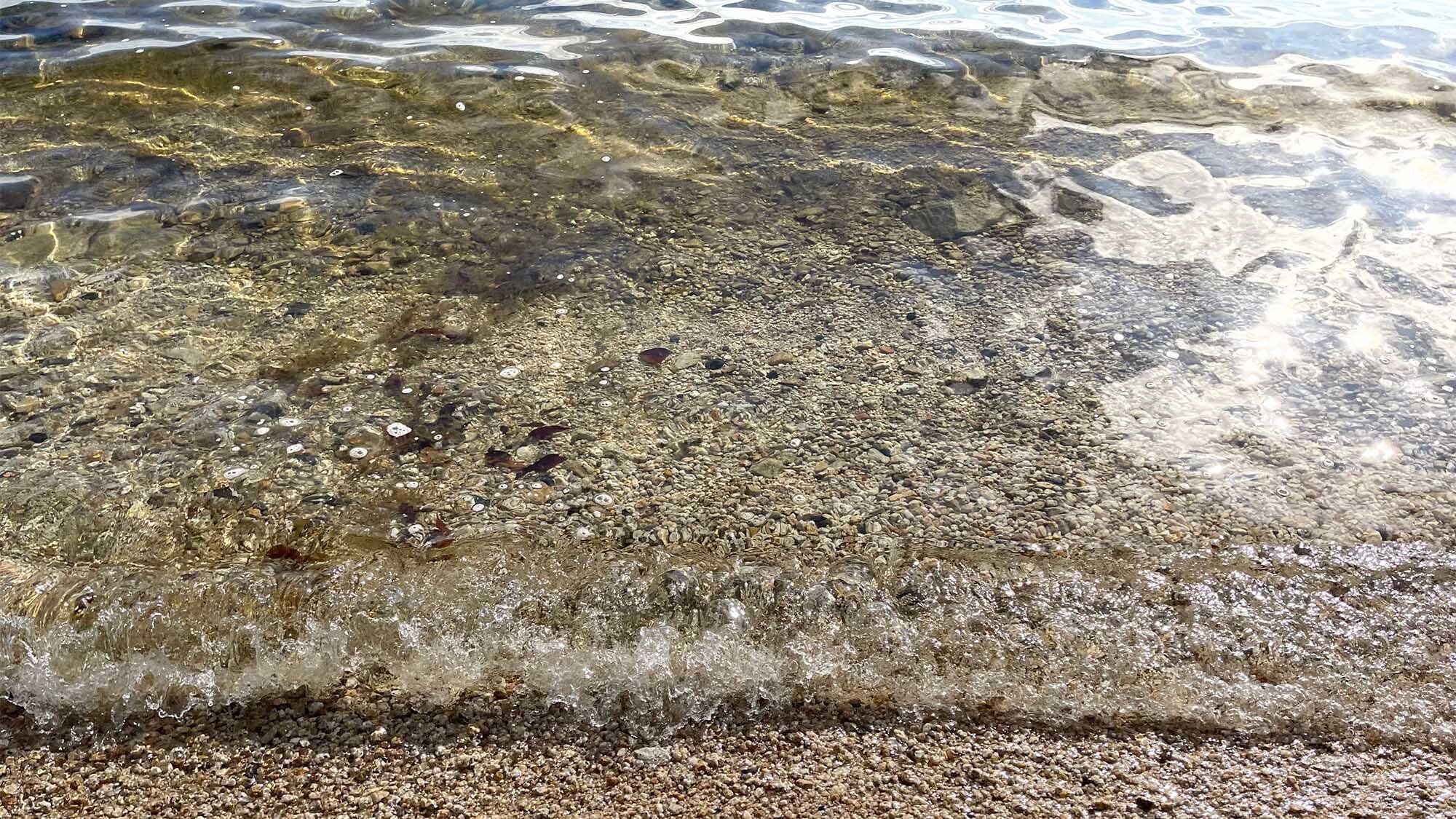Una vista despejada de una costa rocosa con piedras y pequeños caracoles.