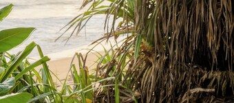 Villa Sayura by TONIK, Galle