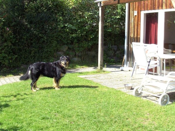 A dog standing on a grassy lawn with a wooden structure and a white chair in the background. - in Zandt mit Garten, Terrasse und Grill by Interhome (Zandt)