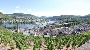 En vingård med rækker af vinranker, en by med historiske bygninger og en flod i baggrunden.
