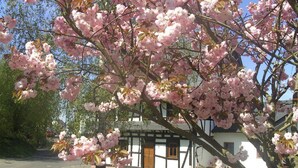 Un bâtiment traditionnel à la façade blanche et aux éléments en bois foncé, entouré de cerisiers en fleurs.