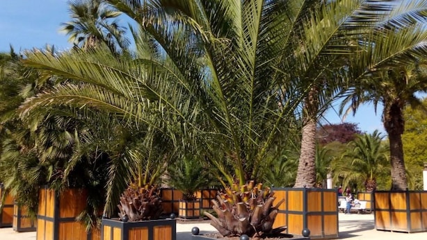 Un jardín con palmeras y macetas.