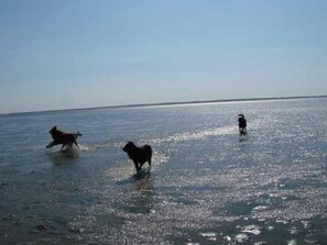 A beach scene with dogs playing in the water. - in Mühlendeich mit Großem Garten by Interhome (Dagebüll)