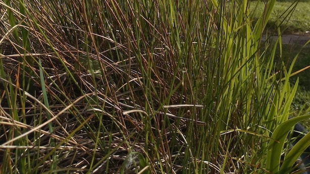 Ein grünes Feld mit hohem Gras und Bäumen im Hintergrund.