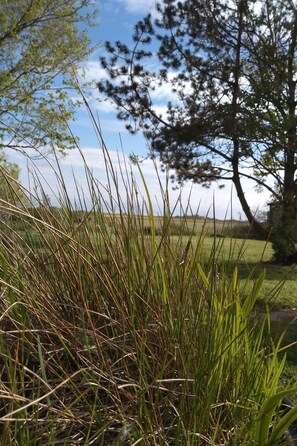A grassy field with tall grass and trees in the background. - Apartment Röhe by Interhome (Tümlauer Koog)