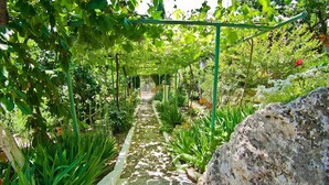 A garden pathway with a pergola, various plants, and a large rock.
