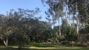 Un parc avec de grands arbres et une pelouse.