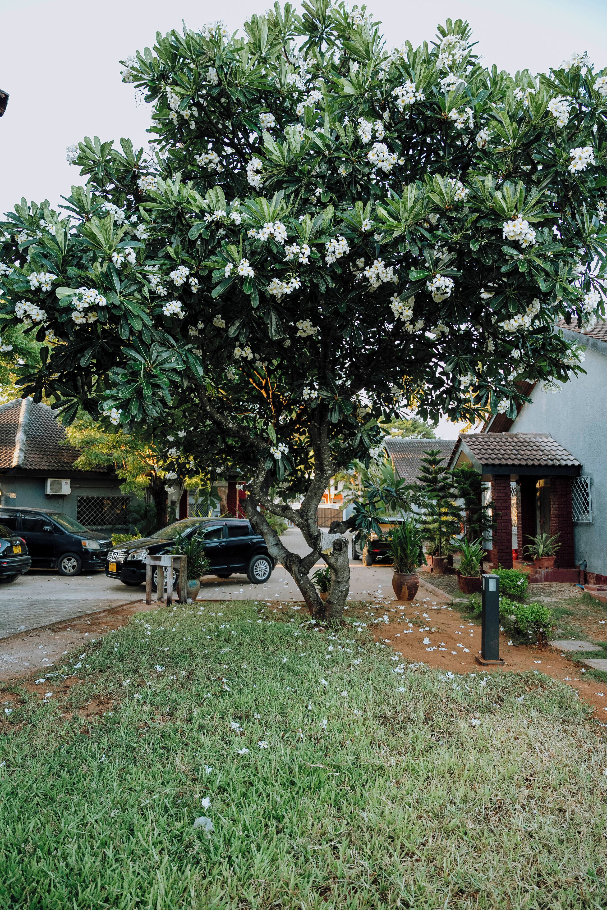 Un arbre aux fleurs blanches, situé dans un quartier résidentiel avec des maisons et des voitures garées.