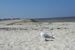 Beach - Holiday apartment with 1 bedroom (Altfunnixsiel)