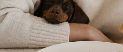 Uma pessoa usando um suéter bege e um colar, sentada à mesa com um prato de comida e um cão espreitando a borda.