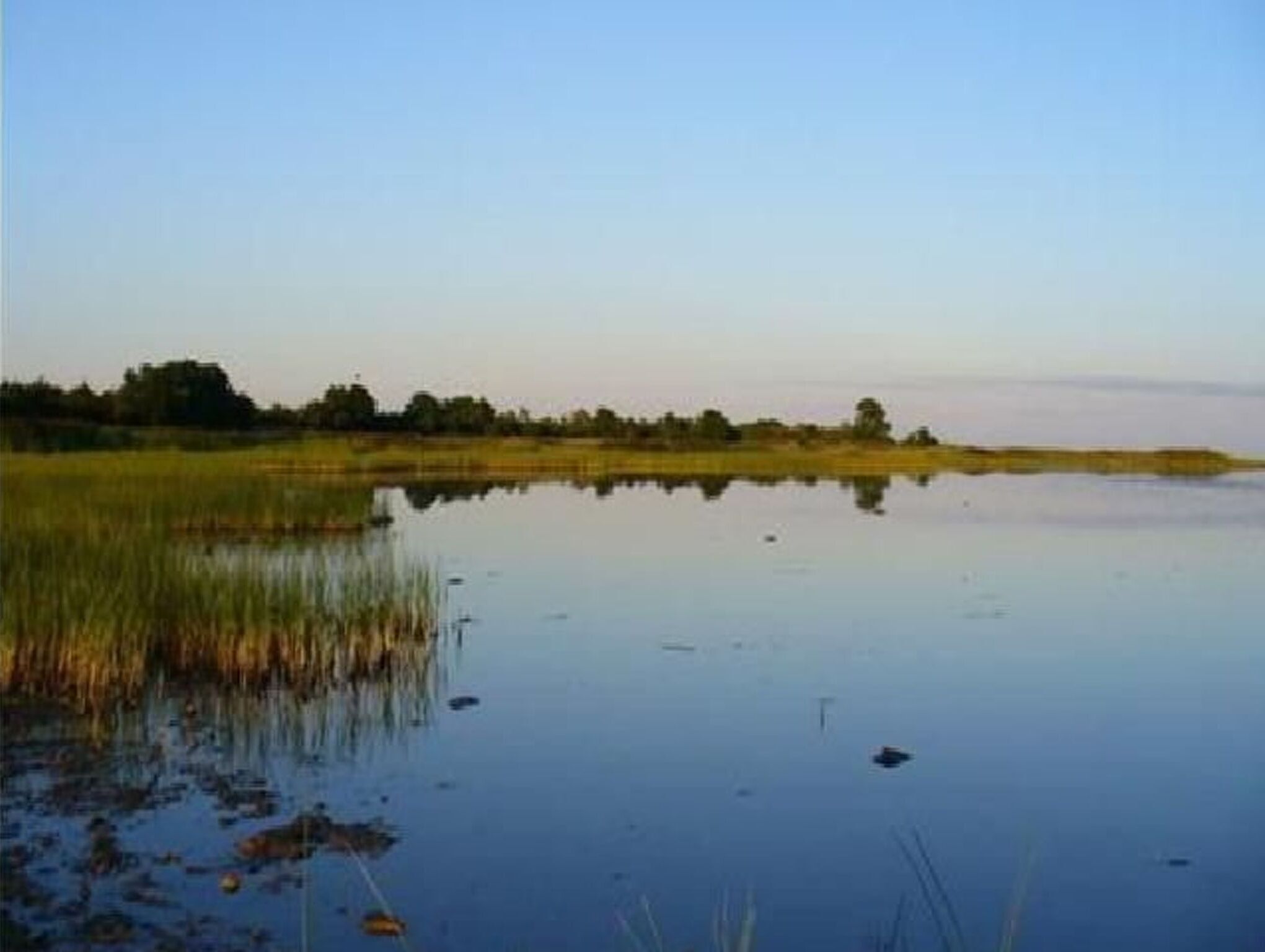 A calm water body with tall grasses and trees in the background.