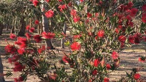 A tree with red flowers in a natural setting. - Casa Caracoleni by Interhome (La Paloma)