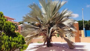 A large, mature yucca tree with a thick trunk and broad, fan-shaped leaves in a landscaped area with a building in the background. - Wohnung in Cas Grandi mit Schönem gemeinsamem Pool by Interhome (Jan Thiel)