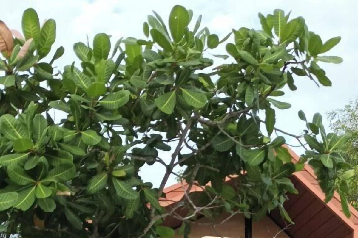 Uma cabana pequena e acolhedora com um deck de madeira, duas cadeiras, uma mesa e uma escadaria que leva a uma porta de vidro.