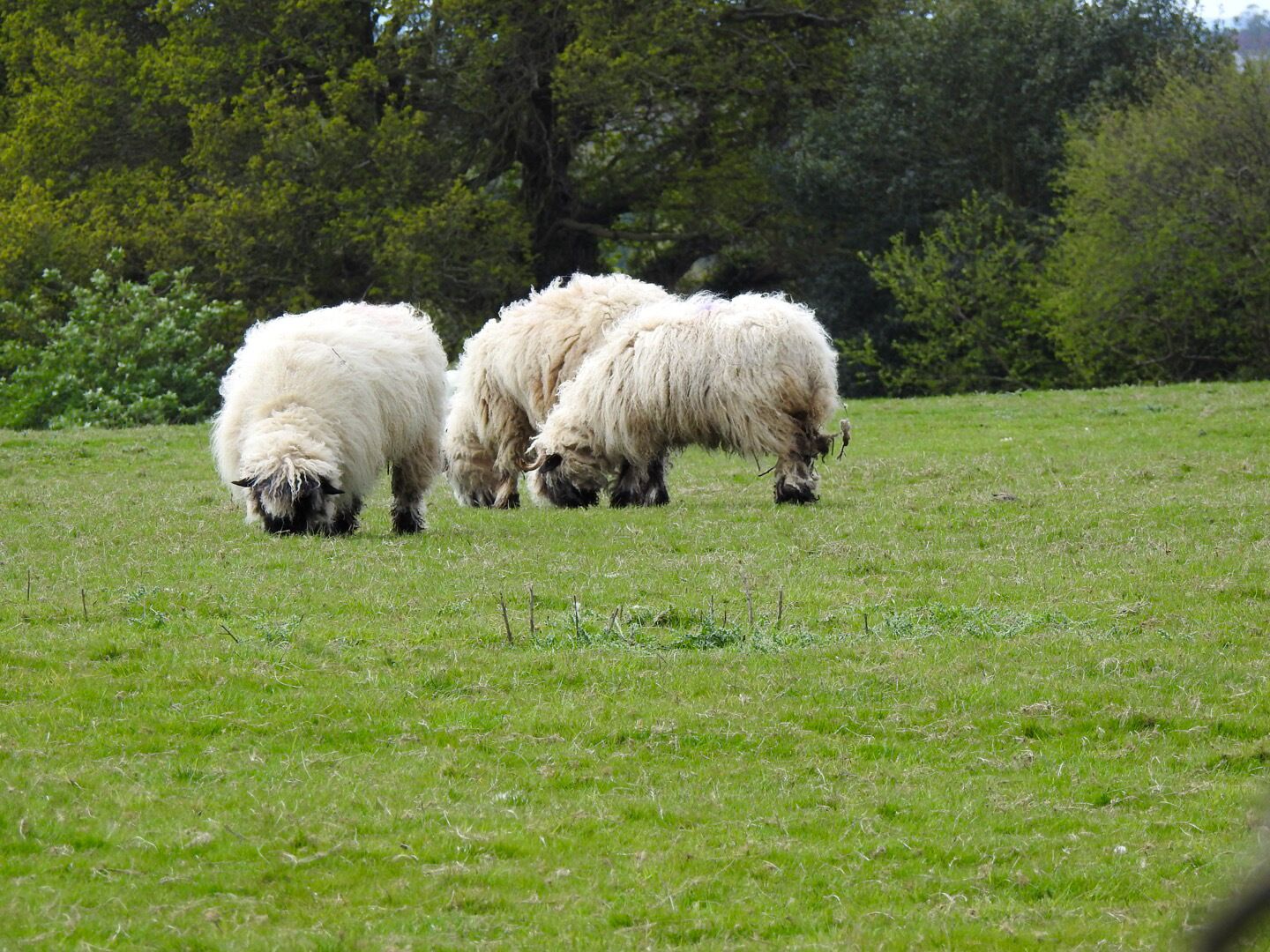 Un troupeau de moutons broute dans un champ herbeux, avec des arbres en arrière-plan.
