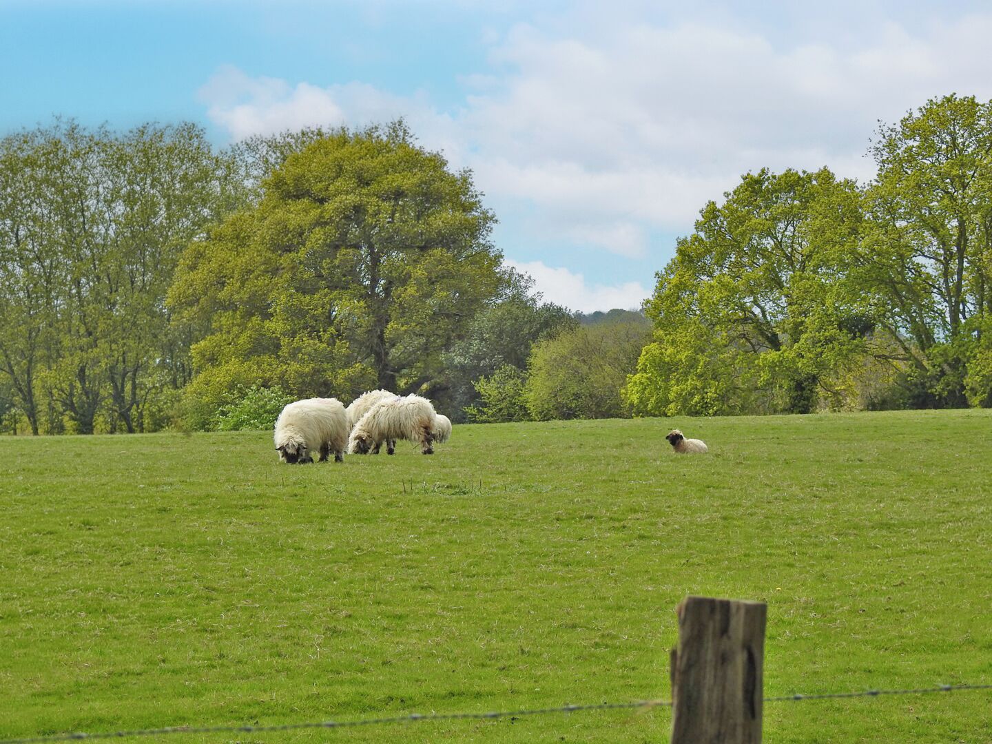 A grassy field with trees and a fence.