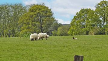 A grassy field with trees and a fence.