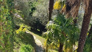 Eine steinerne Treppe führt durch einen von Grünpflanzen und Palmen gesäumten Gartenweg hinab.