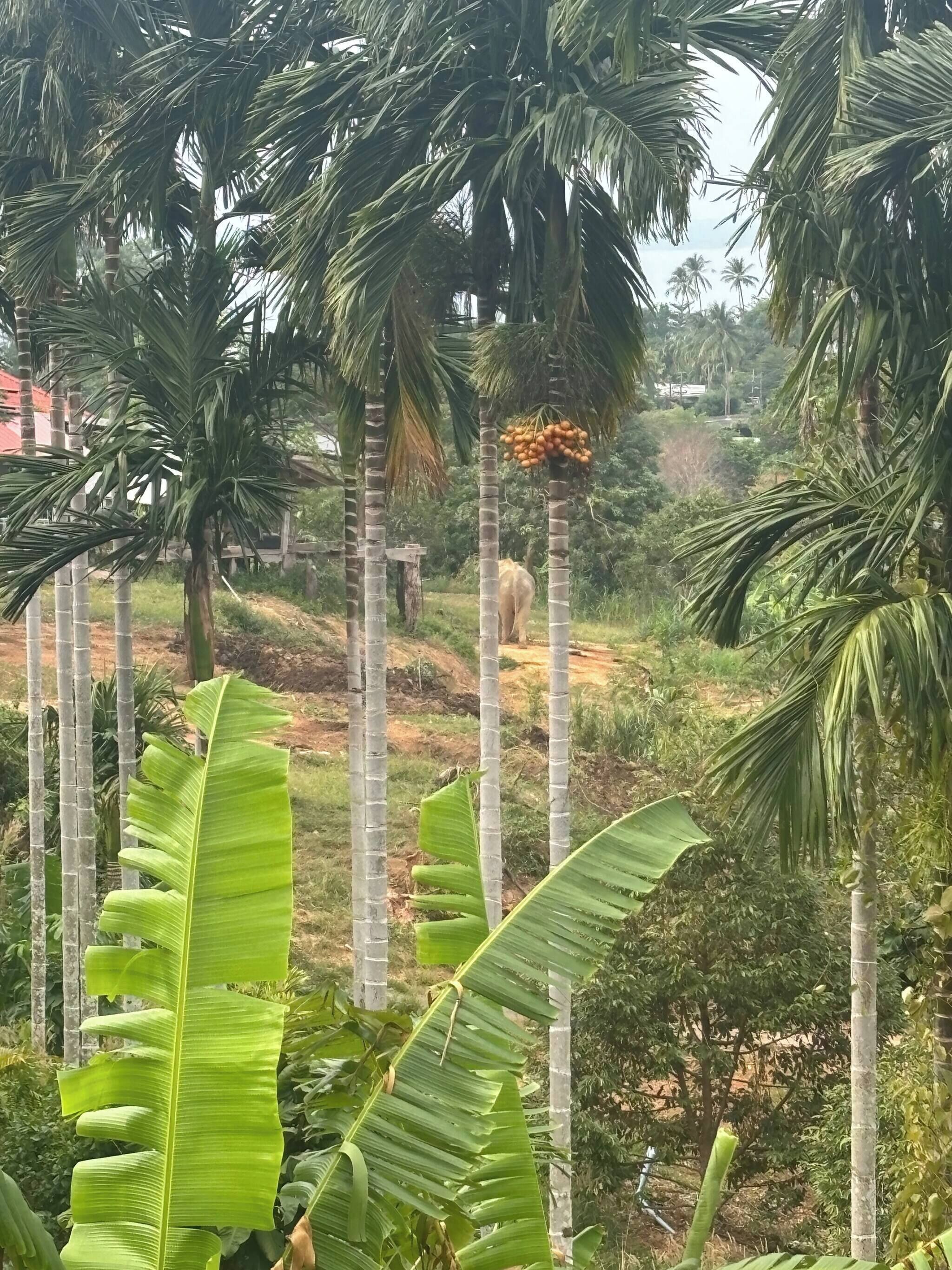 House, 1 Bedroom, Smoking, Balcony | Property grounds