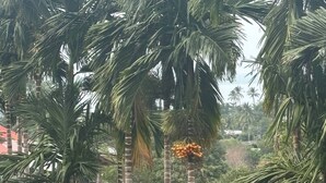 Property grounds - Elephants, Mountains & Sea View House in Kai Bae (Ko Chang)