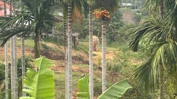 House, 1 Bedroom, Smoking, Balcony | Property grounds