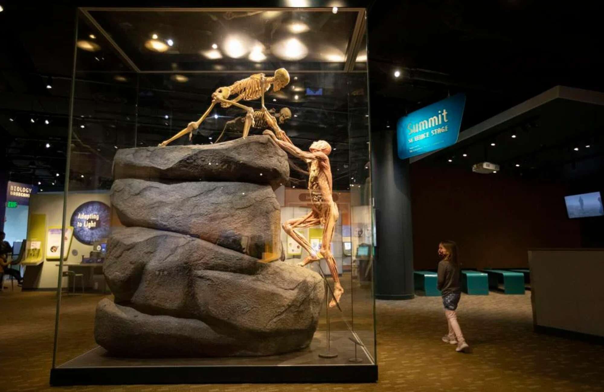 Exposição de museu com esqueleto sobre uma rocha, uma vitrine e uma pessoa observando.