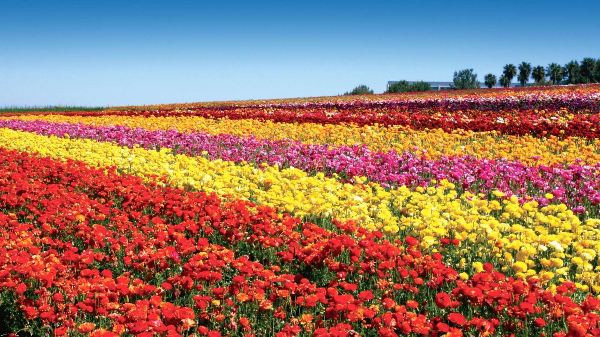 Un champ de fleurs aux couleurs vives, divisé en sections aux teintes distinctes.